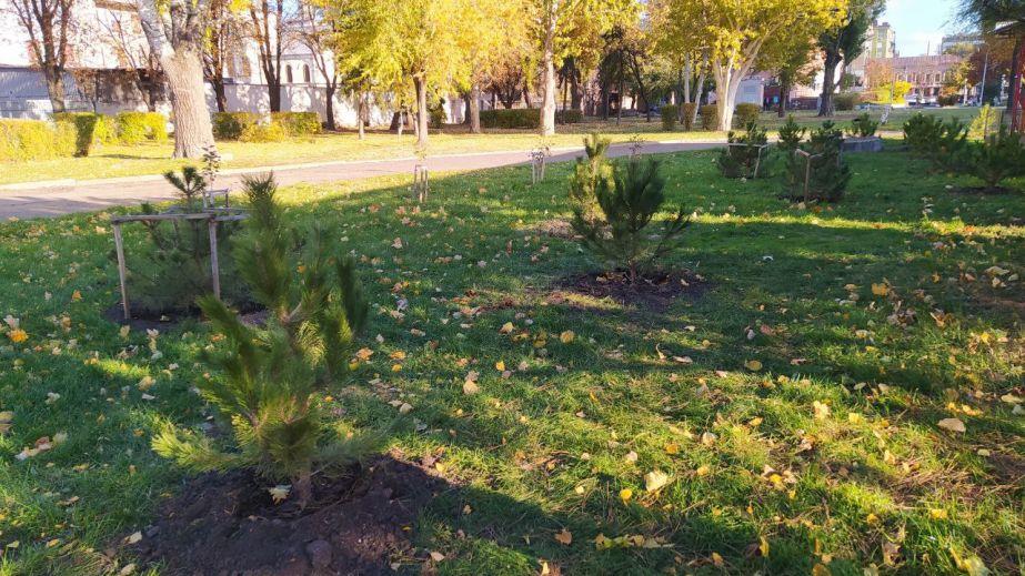 В Днепре в парке Глобы появилась новая сосновая лужайка (ФОТО, ВИДЕО)